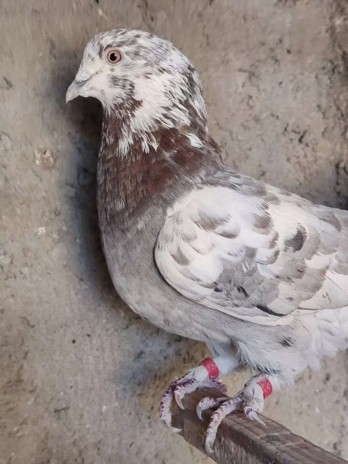 فروش چند عدد حیون کار درست|پرنده|سیرجان, |دیوار