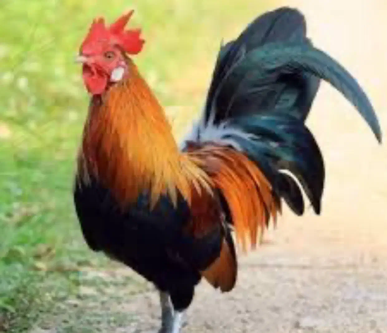 خروس محلی|حیوانات مزرعه|رودهن, |دیوار