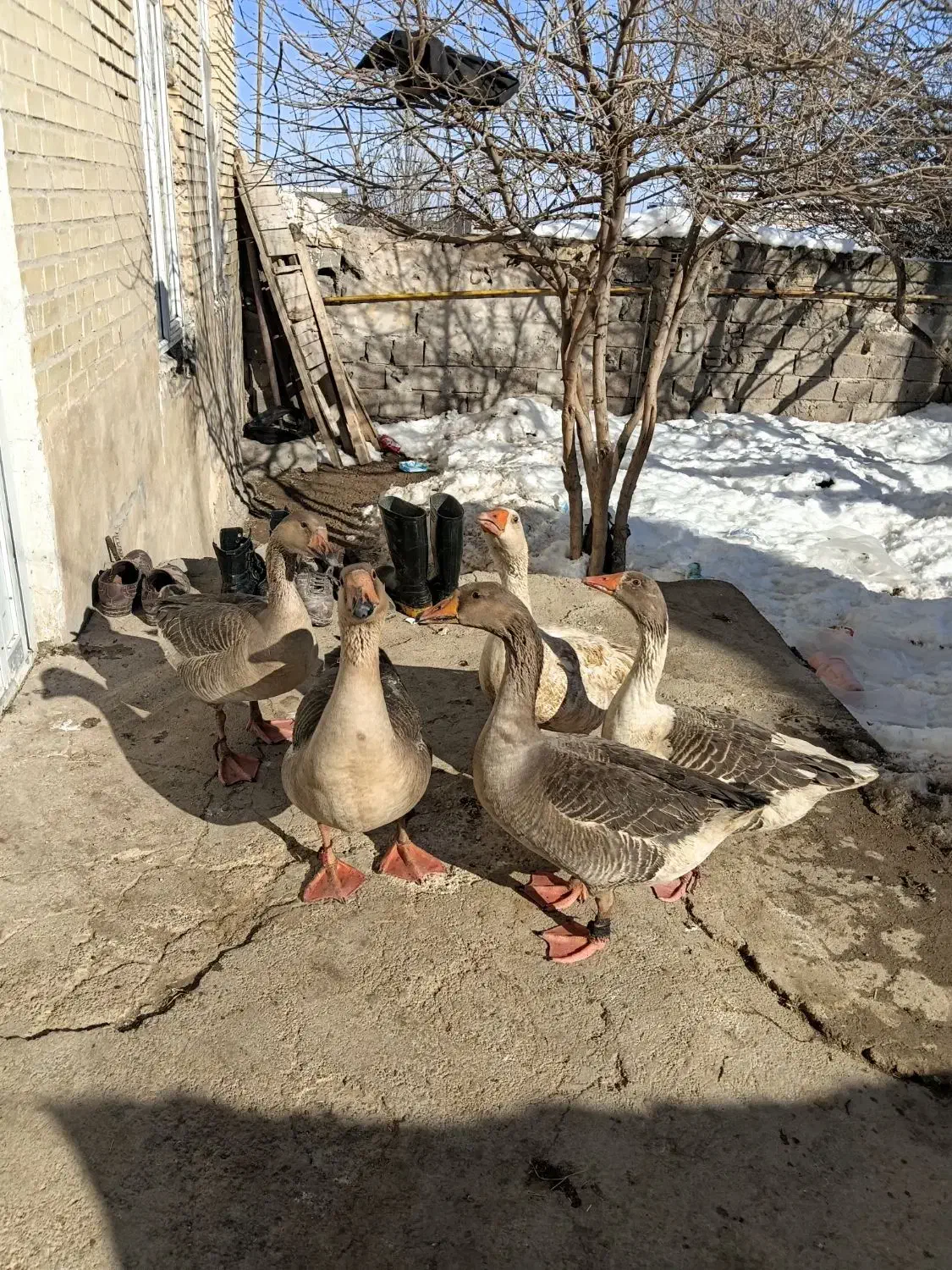 غازقو وساده خشکه رود اشتباه نکنید ۱۰ میلیون|حیوانات مزرعه|اردبیل, |دیوار