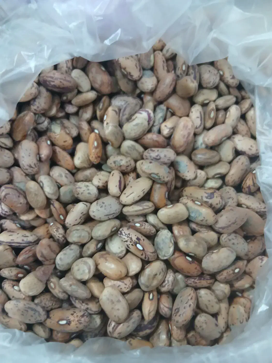 لوبیاچیتی|خوردنی و آشامیدنی|قم, سراجه (۱۵ خرداد)|دیوار