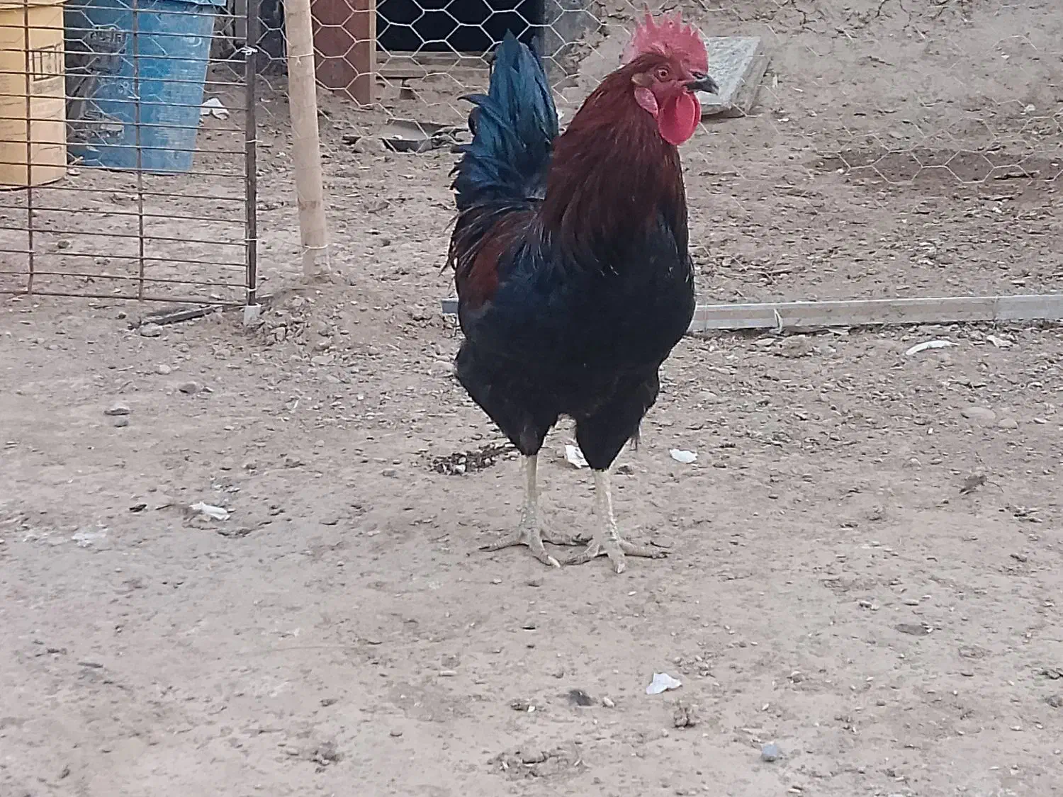 خروس جوان سیاه|پرنده|سلامی, |دیوار