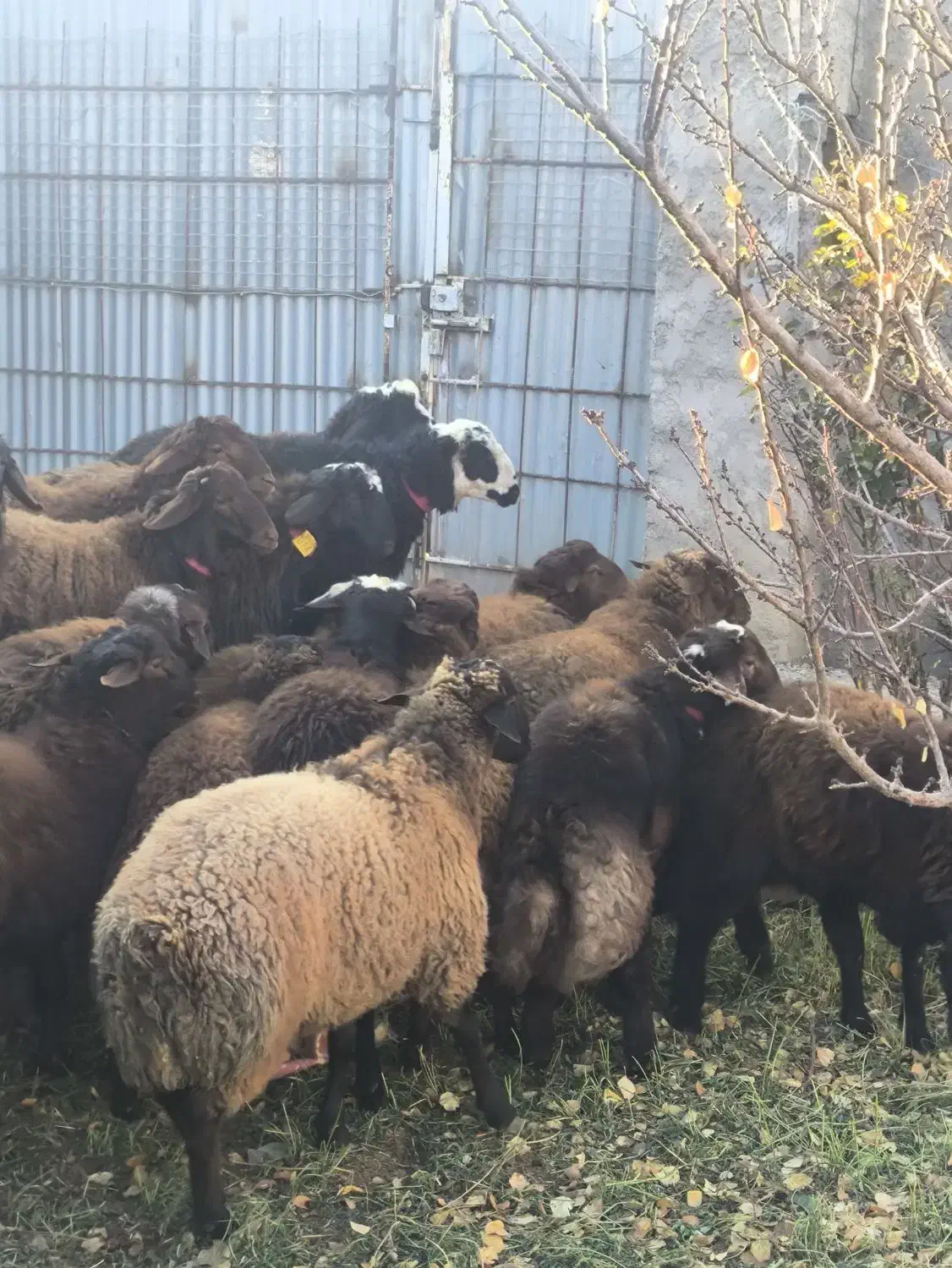 بره نره چاق قیمت مناسب|حیوانات مزرعه|شهمیرزاد, |دیوار