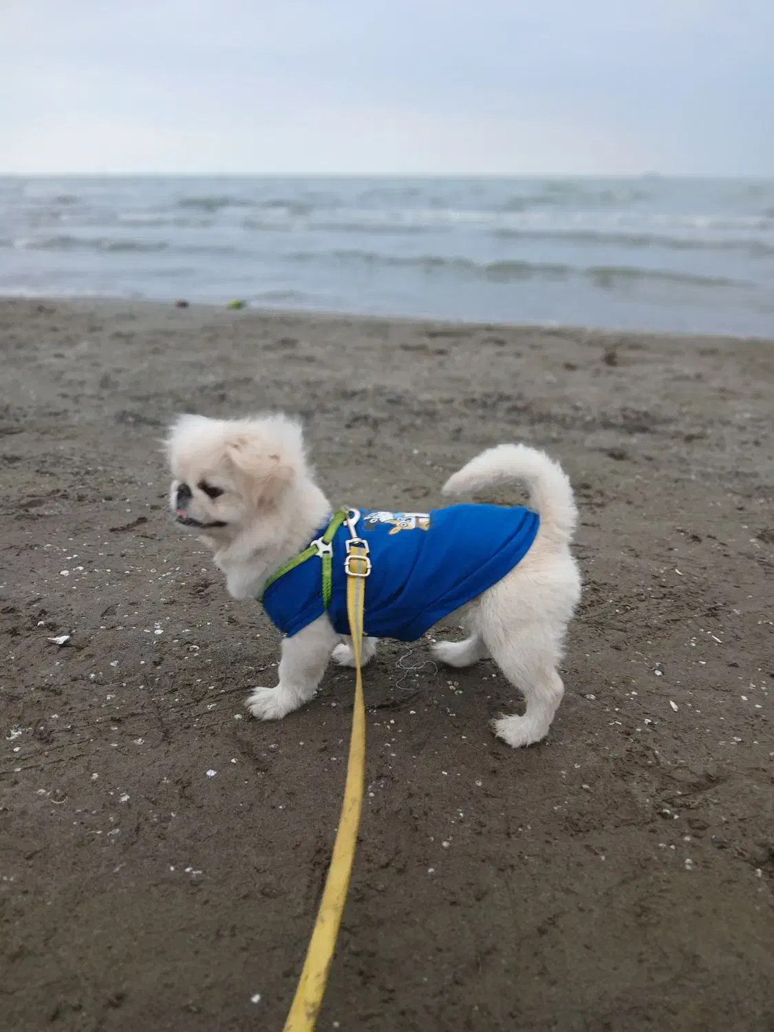 سگ پیکینز نر ۲ دوساله|سگ|هشتگرد, هشتگرد قدیم|دیوار