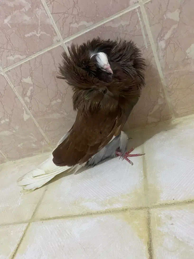 کبوتر شامپیون|پرنده|بهشهر, |دیوار