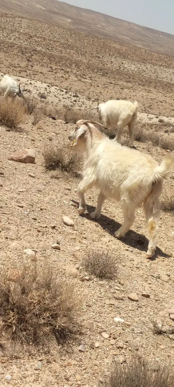 30عدد بز جون نژادکورکی ابست|حیوانات مزرعه|کرمان, |دیوار