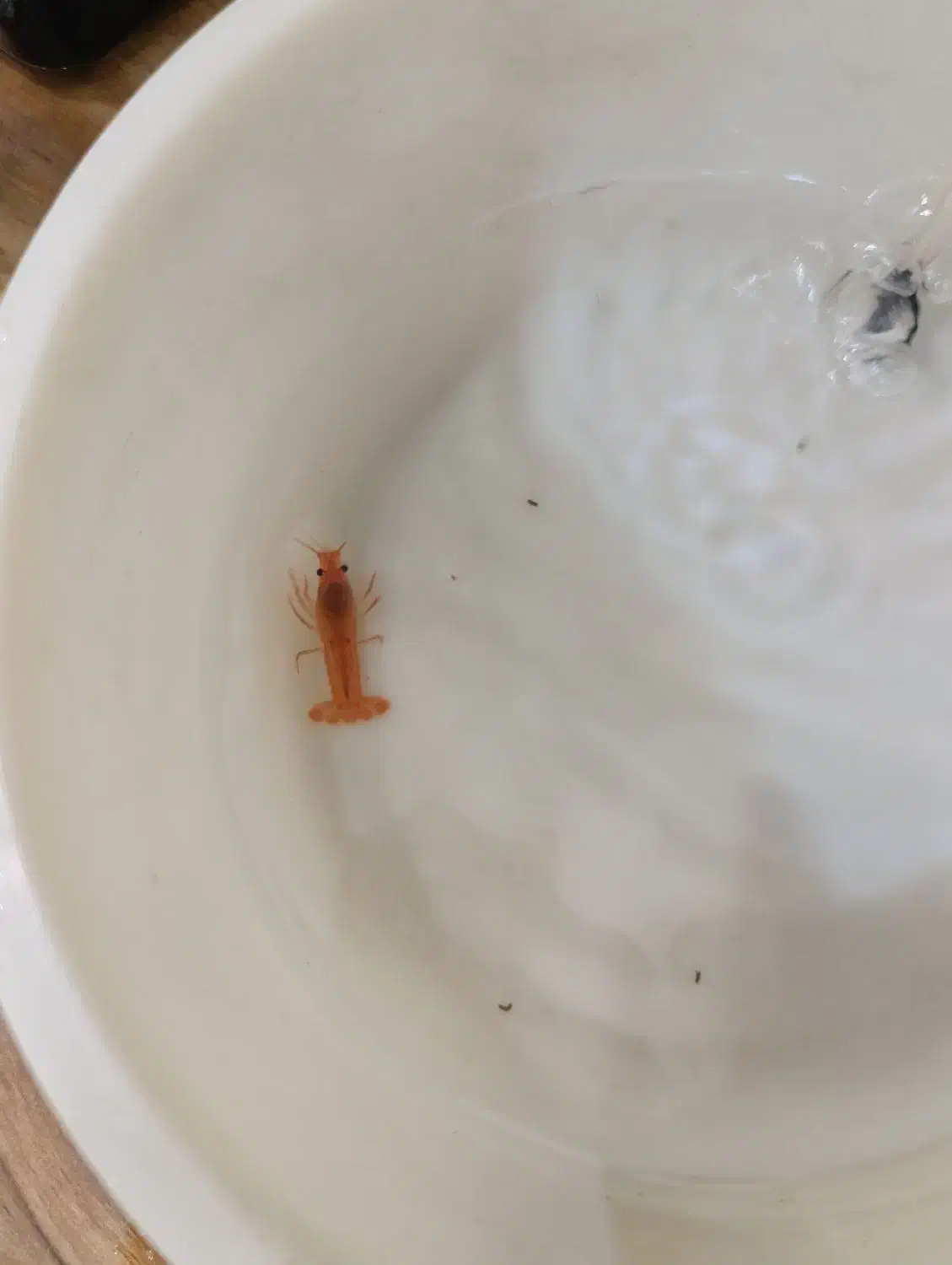 لابستر|ماهی|تهران, آهنگران (سراسیاب دولاب)|دیوار