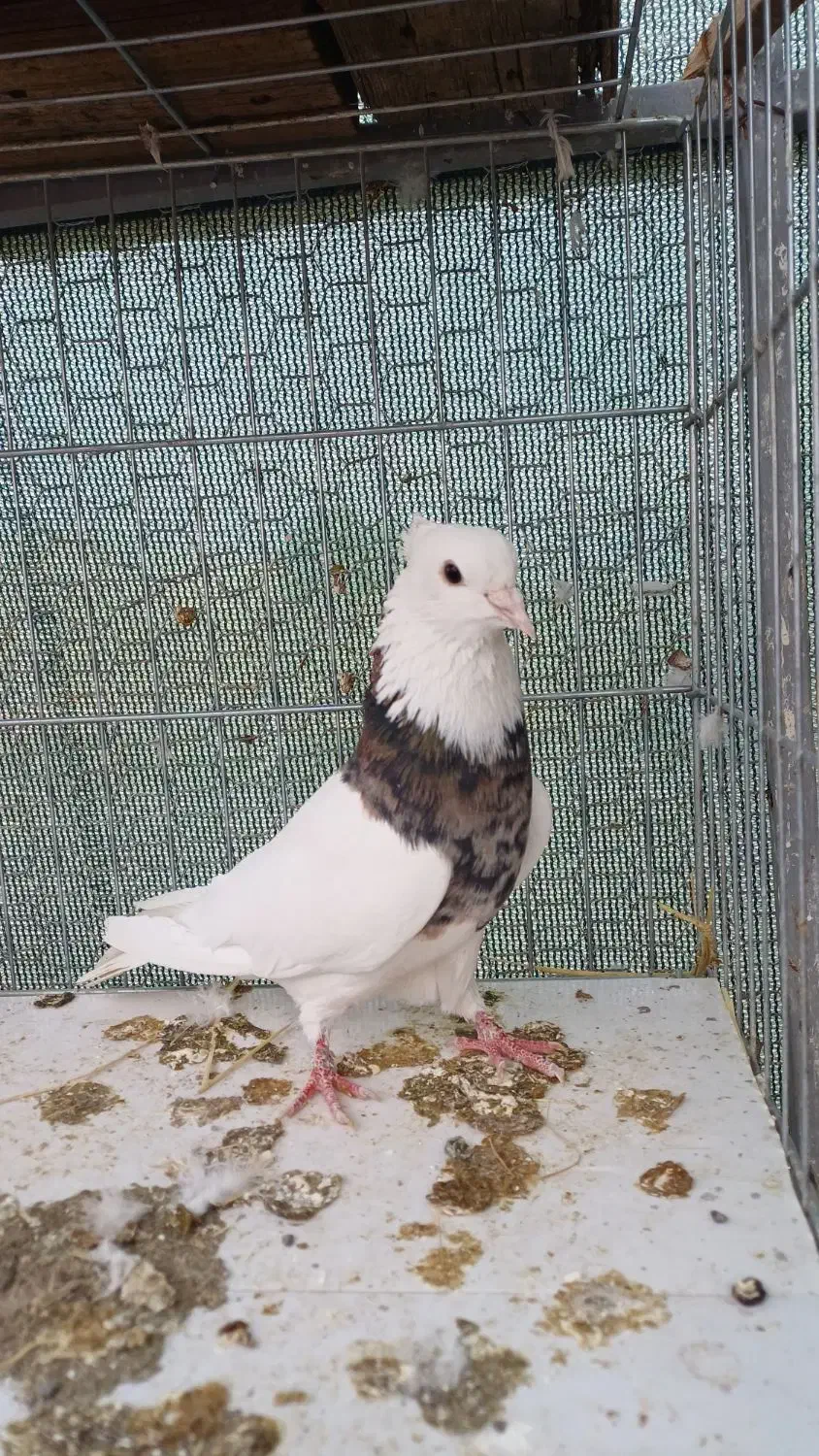 طوقی آجیلی|پرنده|مبارکه, |دیوار