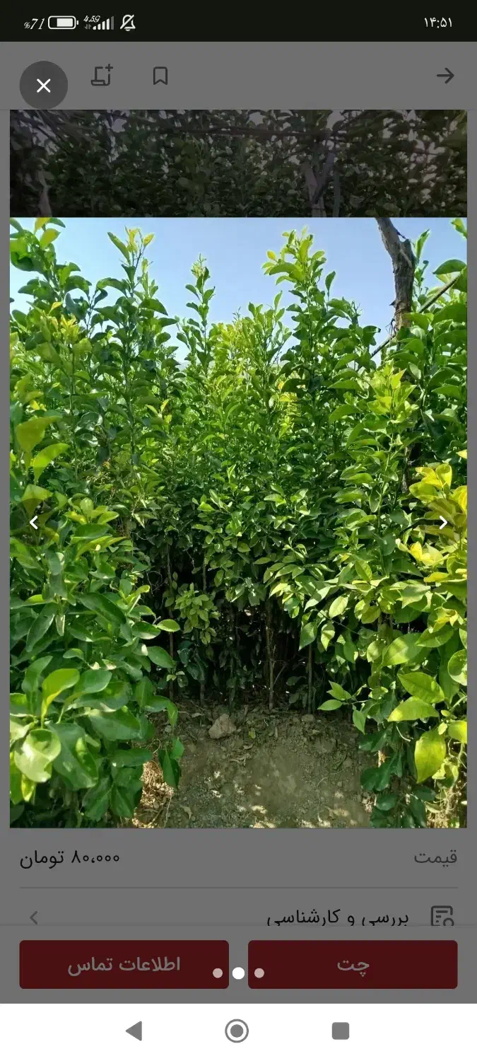 نهال مرکبات میفروشم|گل و گیاه طبیعی|داراب, |دیوار