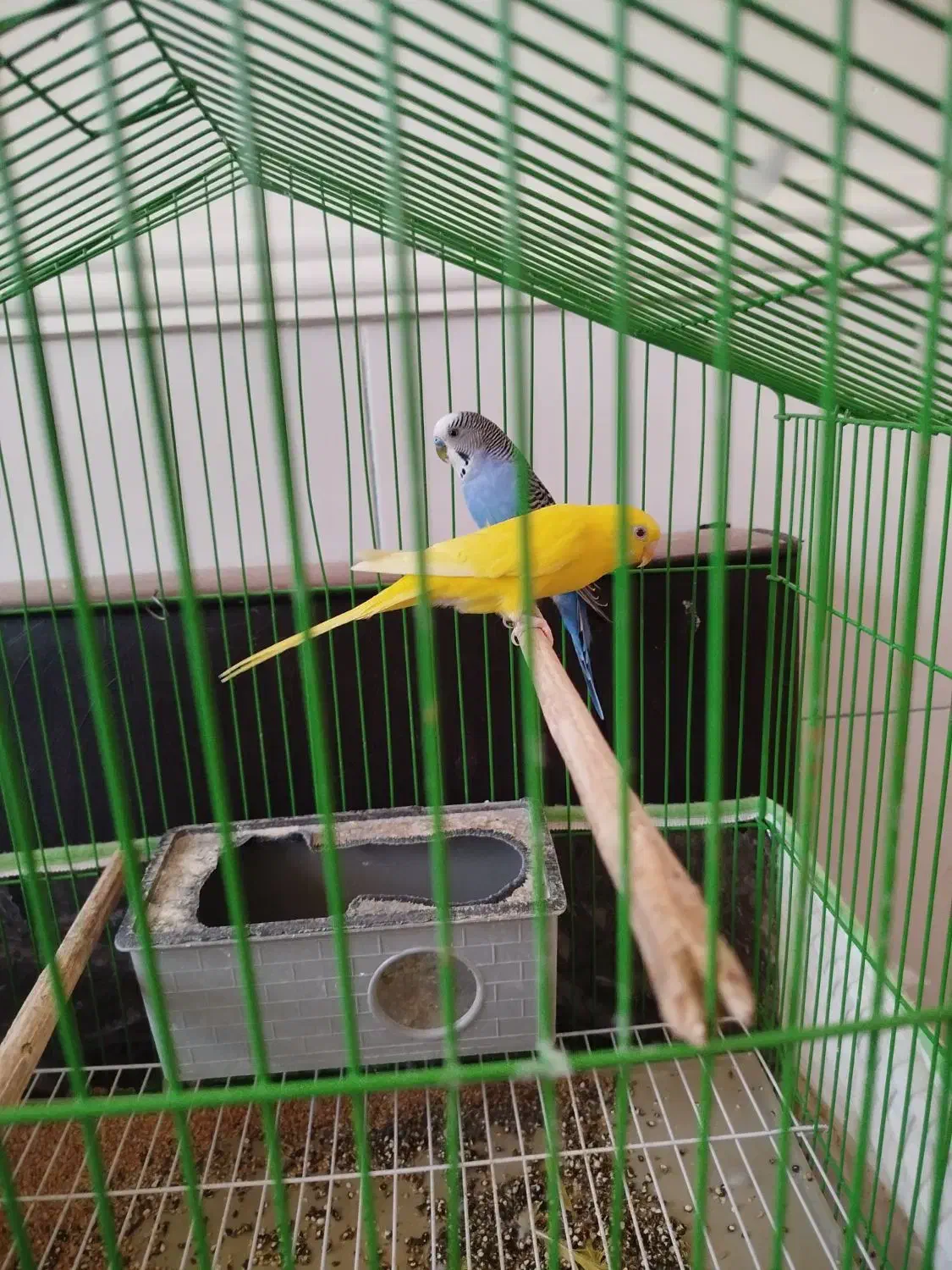 جفت مرغ عشق|پرنده|بندر دیر, |دیوار