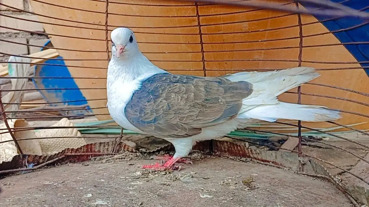 کبوتر|پرنده|شوشتر, |دیوار