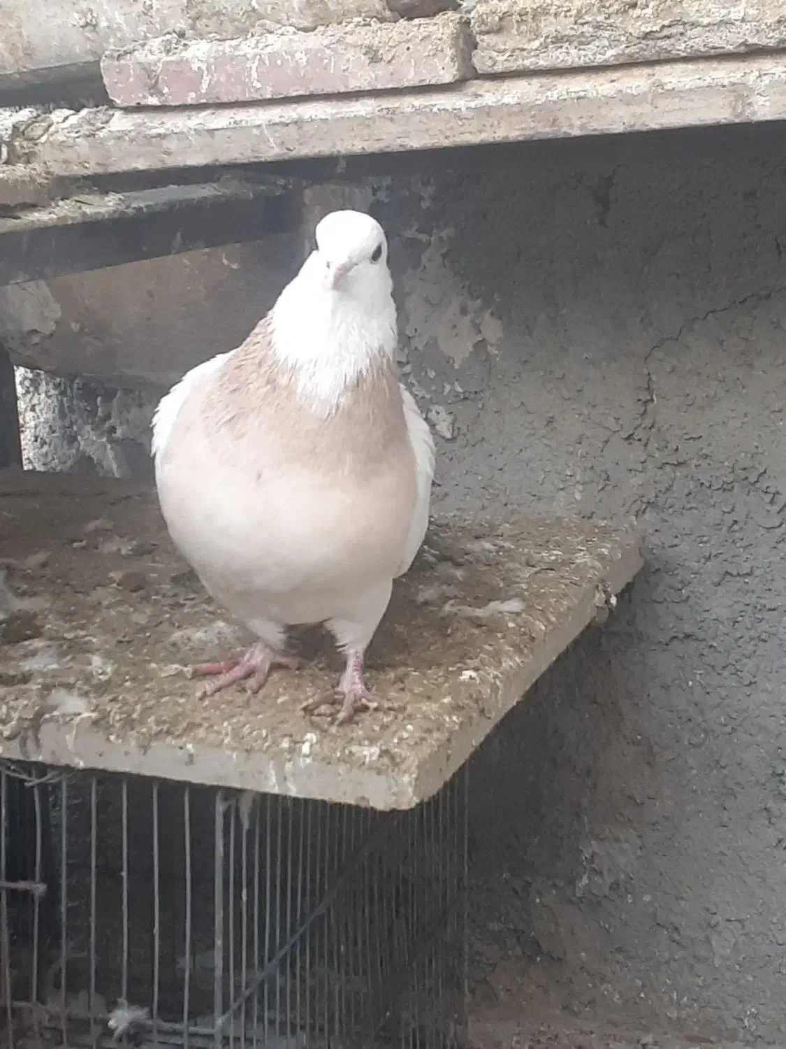 طوقی|پرنده|سبزوار, ایزی شهر|دیوار