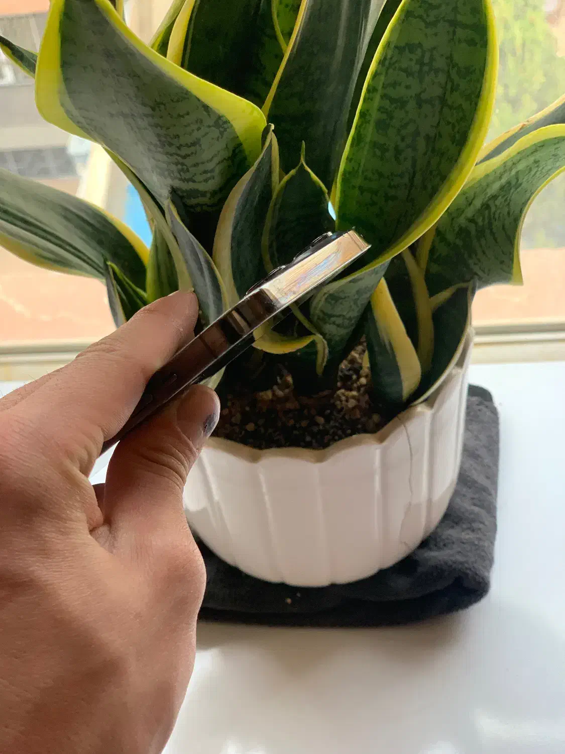 iphone 13 pro max|موبایل|ارومیه, |دیوار