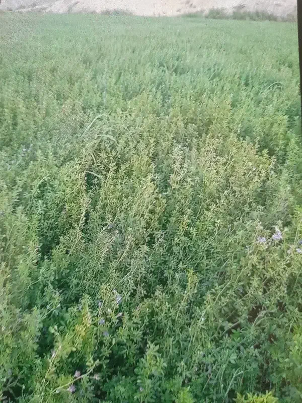 پرس یونجه|خدمات باغبانی و درختکاری|مانه, |دیوار