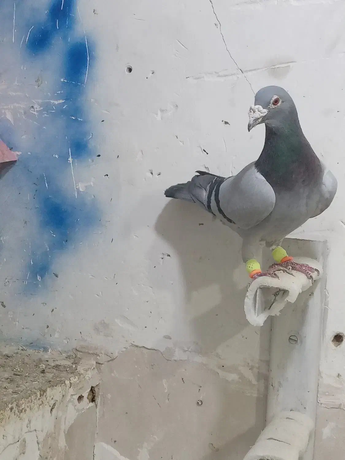 کفتر|پرنده|بیرجند, |دیوار