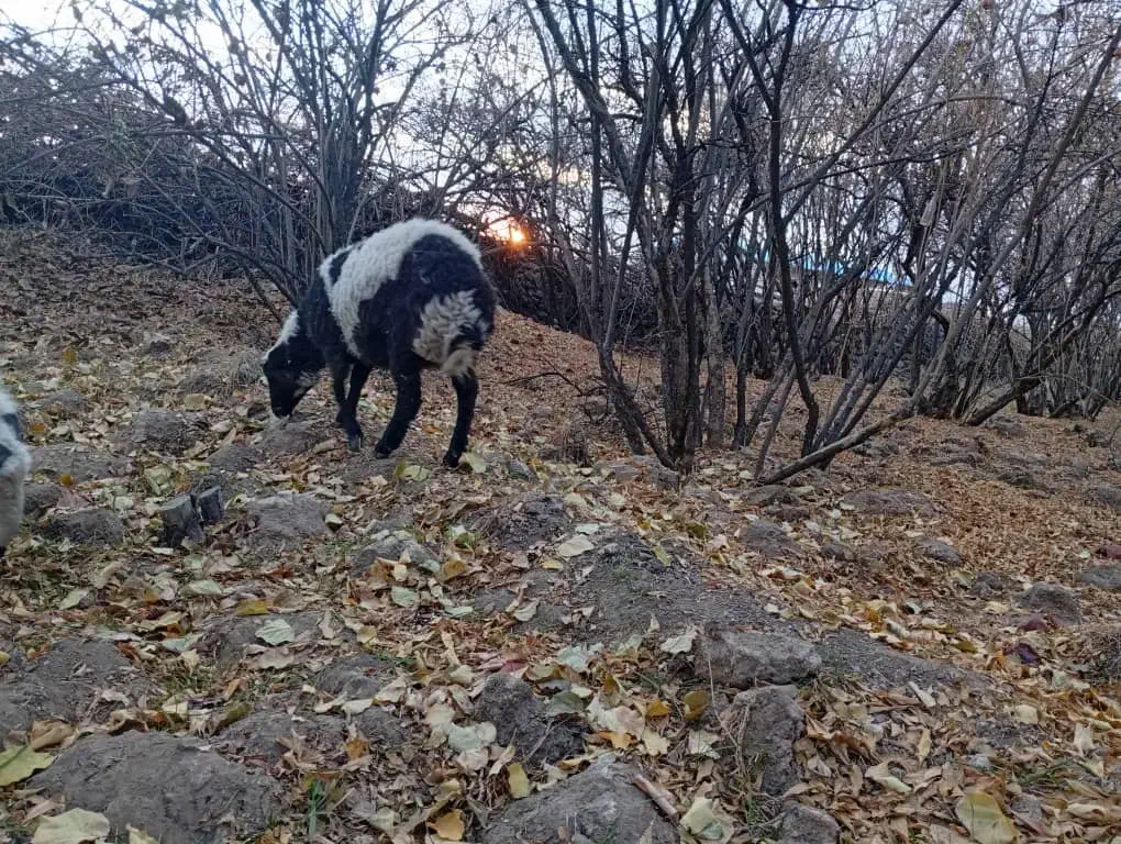 فروشی|حیوانات مزرعه|زرند, |دیوار