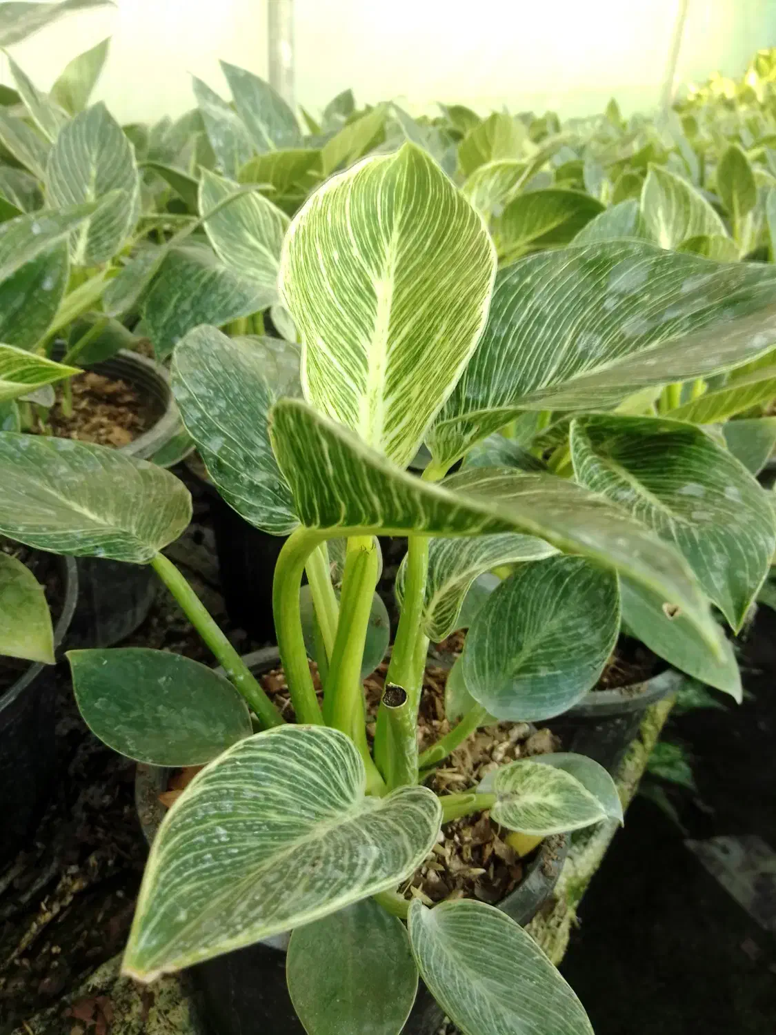 گل طبیعی برکین گلدون 14|گل و گیاه طبیعی|بابل, |دیوار