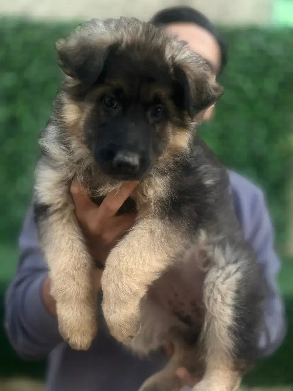 ژرمن شپرد و دوبرمن|سگ|تهران, شهرک غرب|دیوار