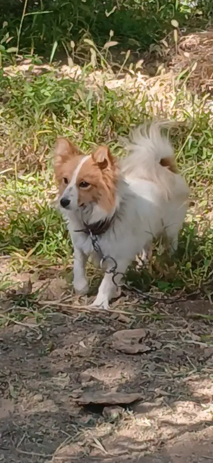 سگ پاکوتاه|سگ|خرمدره, |دیوار