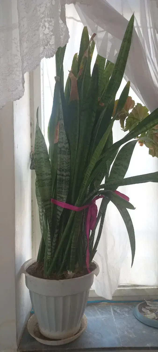 سانسوریا شمشیری سبز بزرگ|گل و گیاه طبیعی|کاشمر, |دیوار