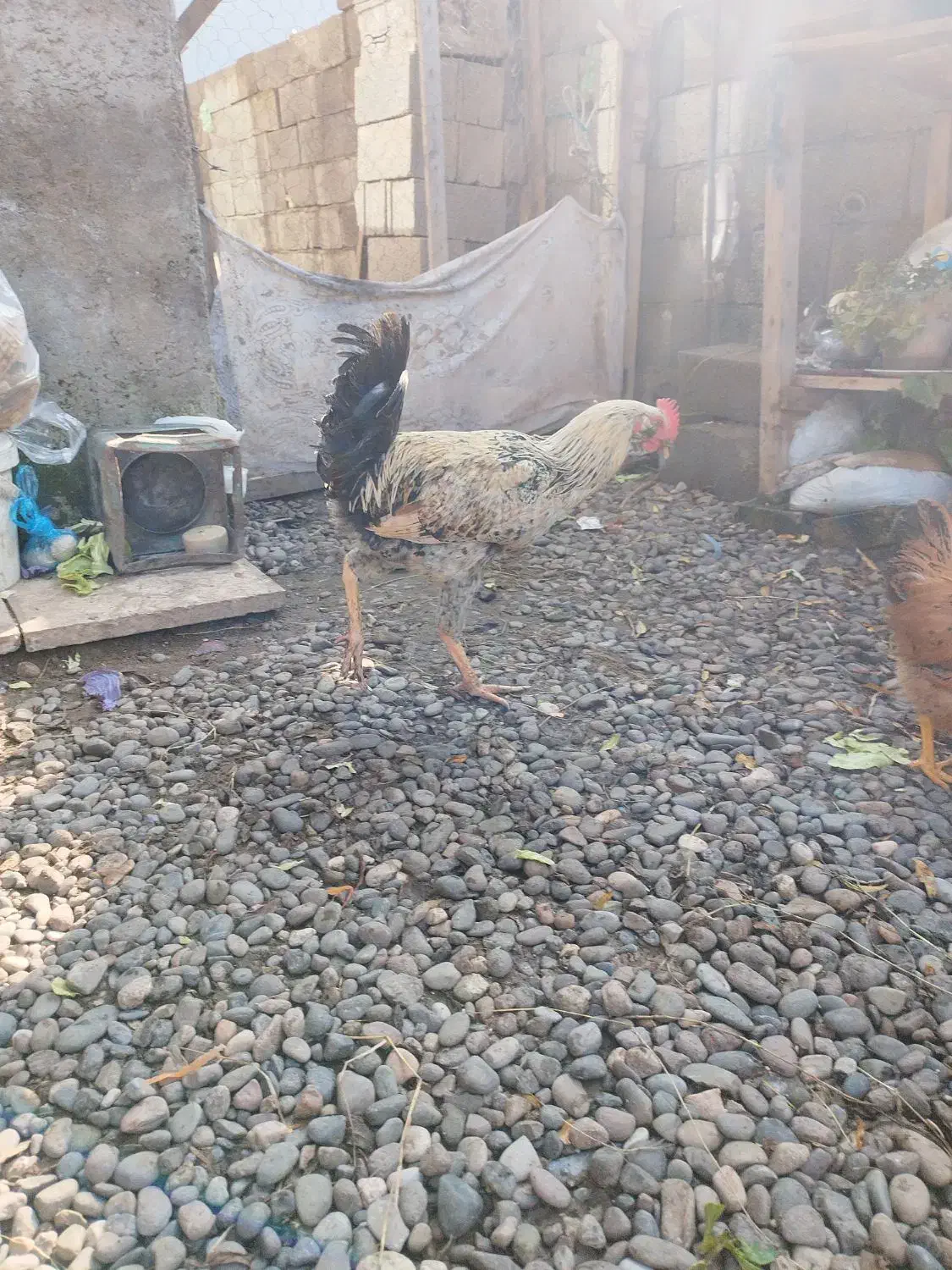 خروس نژاد دار|حیوانات مزرعه|کیاشهر, |دیوار