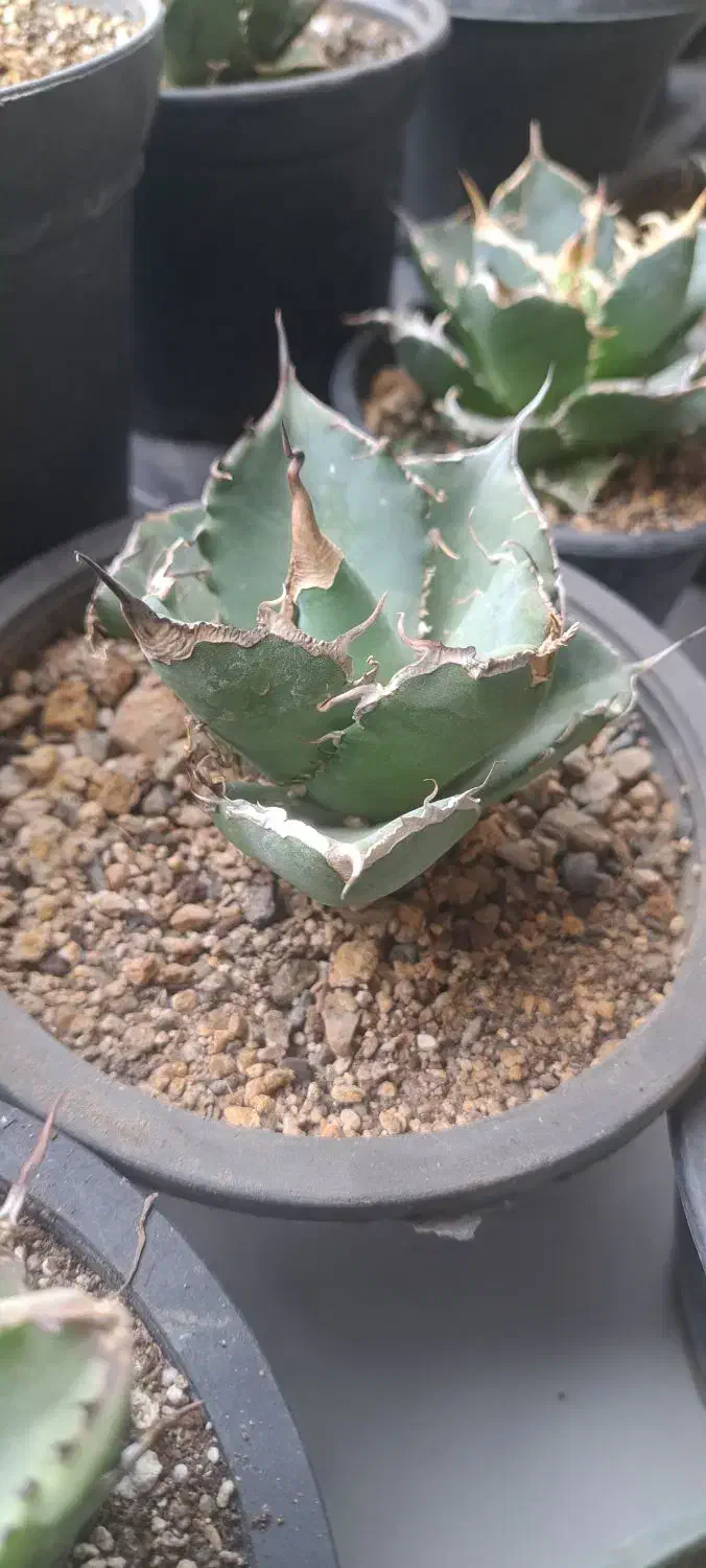 ۴ تا اگاو میکس|گل و گیاه طبیعی|تهران, مهران|دیوار