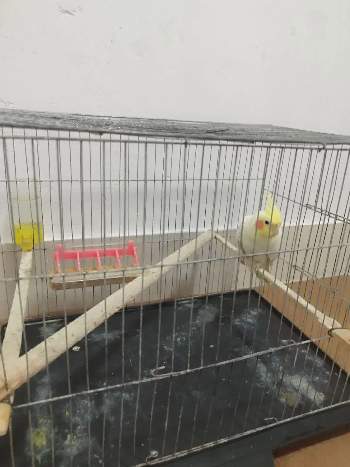 عروس هلندی|پرنده|گالیکش, |دیوار