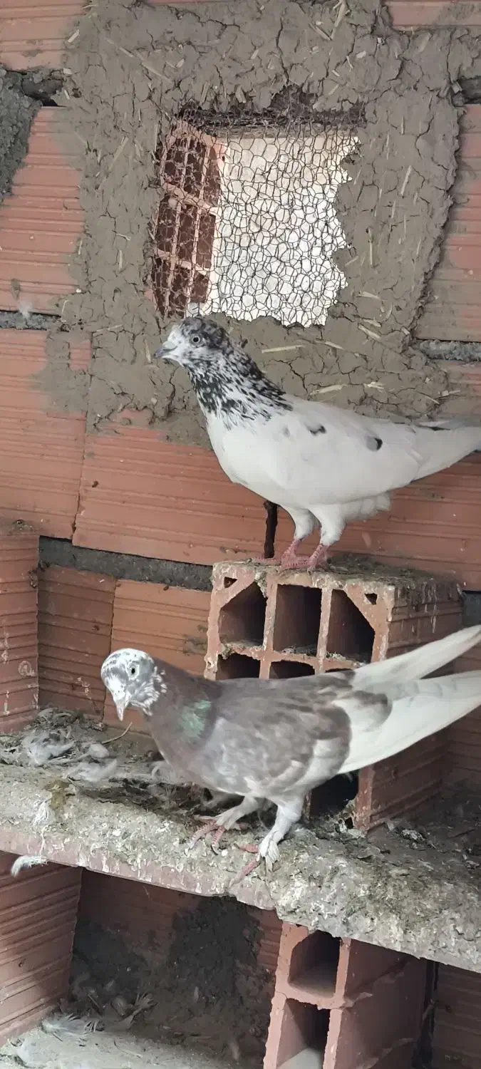 کبوتر ساعتی|پرنده|گمیشان, |دیوار