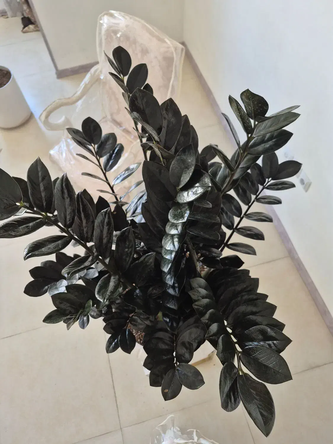 گل زاموفیلیا سوپر بلک|گل و گیاه طبیعی|شیراز, شهرک مفتح|دیوار