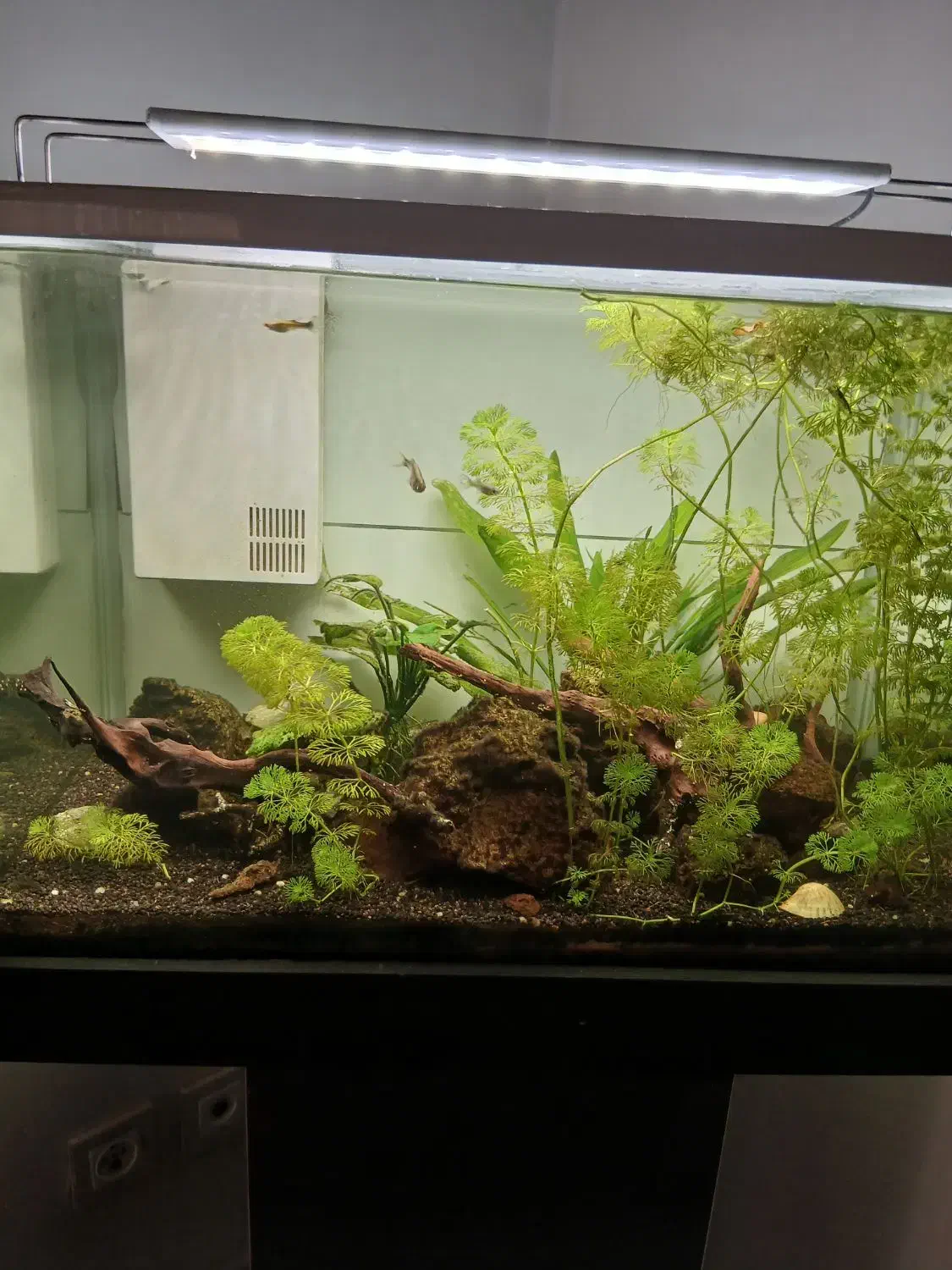 آکواریوم  پلنت بسیار زیبا|ماهی|پردیس, فاز ۲|دیوار