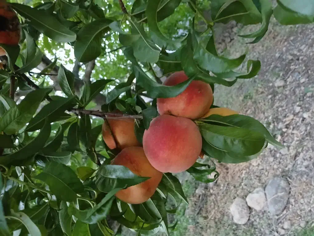 باغ روستای کریک|فروش زمین و ملک کلنگی|سی‌سخت, |دیوار