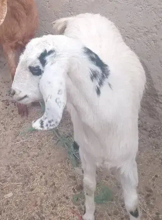 بزمری|حیوانات مزرعه|زابل, |دیوار