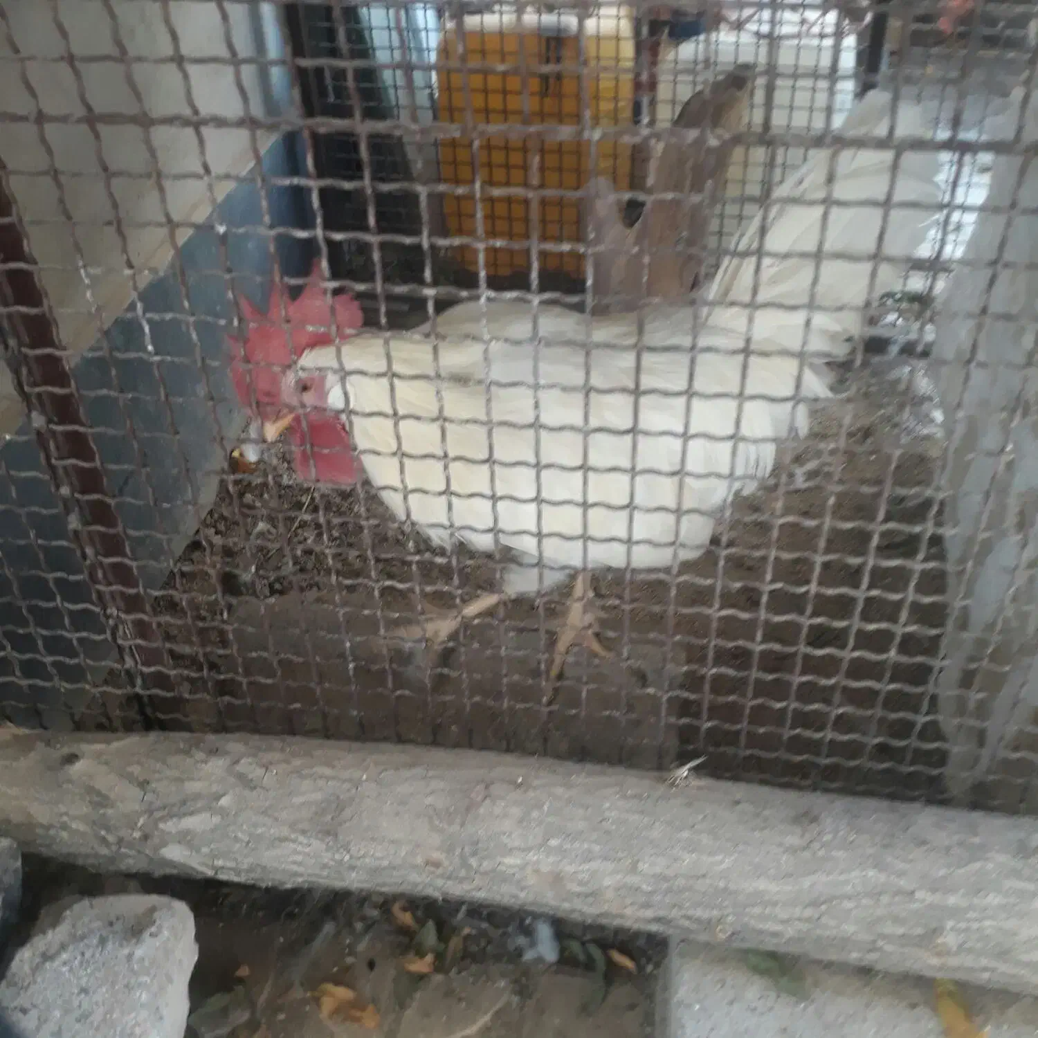 خروس|حیوانات مزرعه|شازند, |دیوار