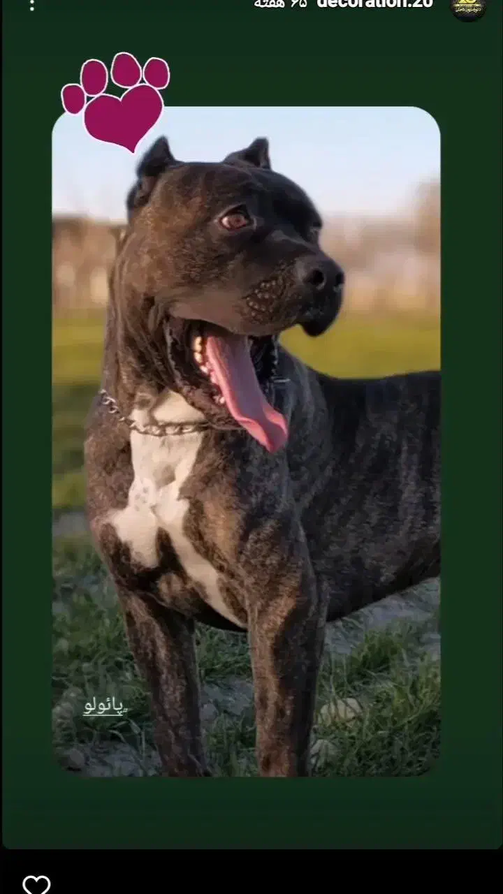 کن کورسو سگ گارد|سگ|محمدشهر, همایون ویلا|دیوار