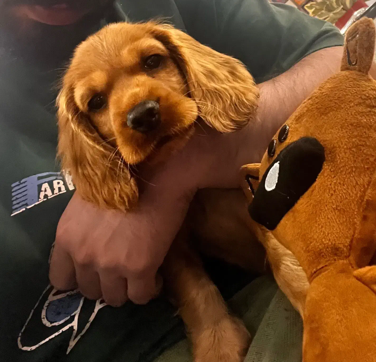 کوکر اسپانیل وارداتی|سگ|مشهد, سجاد شهر|دیوار