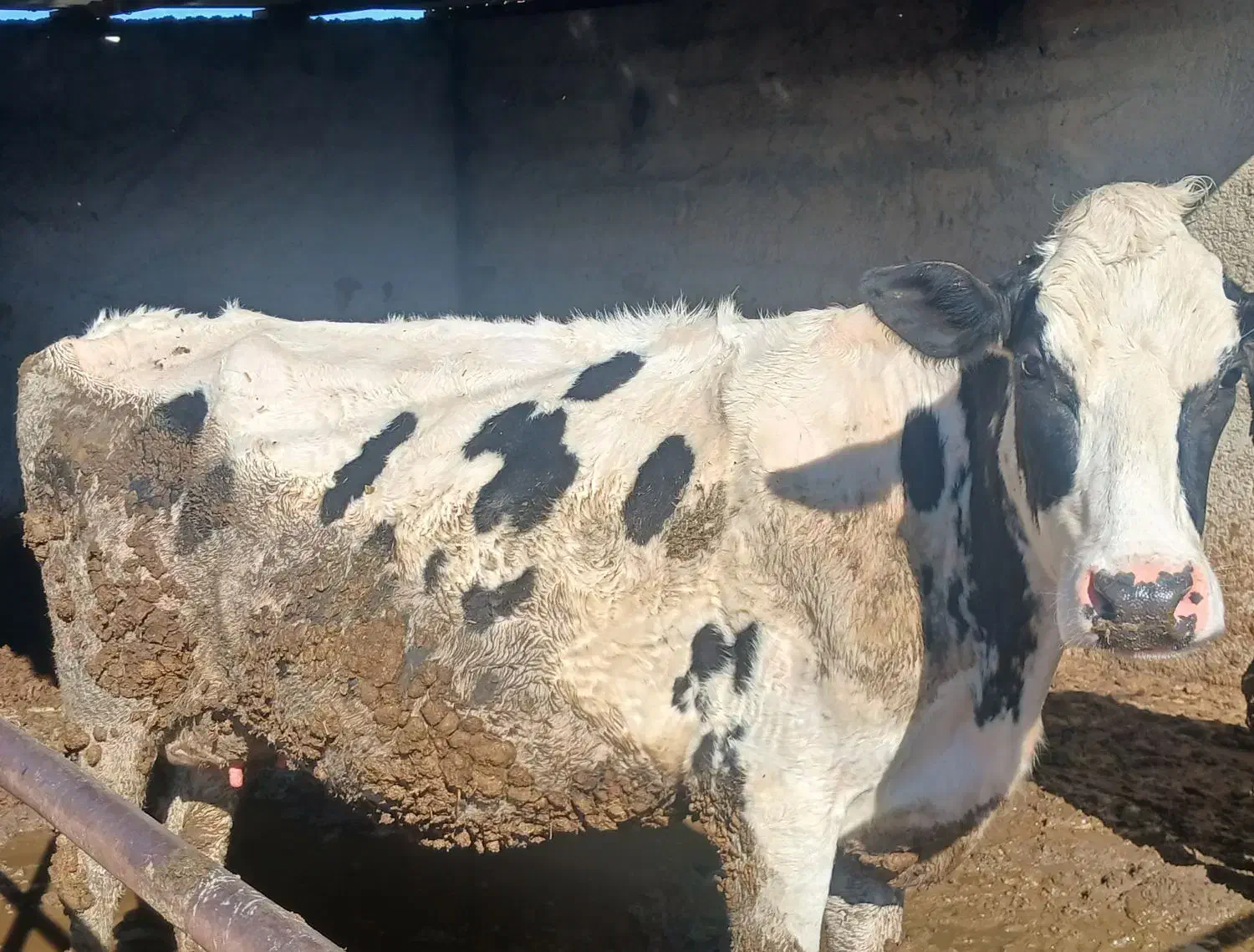 گاو سفید|حیوانات مزرعه|شیروان (خراسان), |دیوار