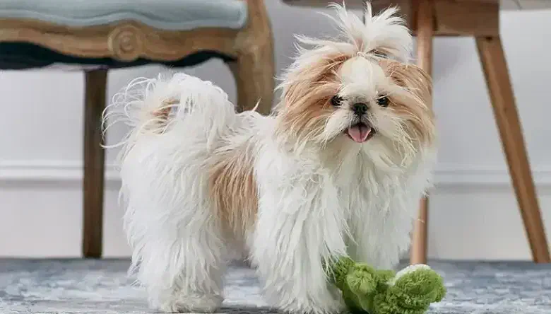 سگ شیتزو|سگ|قم, زنبیل آباد|دیوار