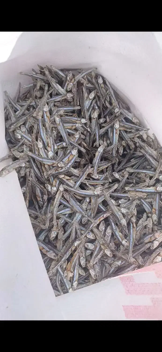 ماهی متوتا|ماهی|جهرم, |دیوار