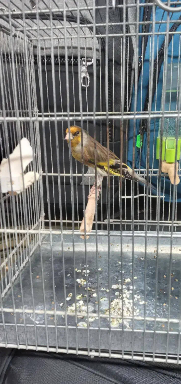 سره قناری دهن لرمست بخون|پرنده|تهران, صادقیه|دیوار