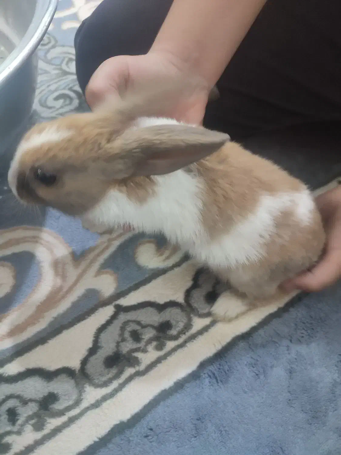 خرگوش|موش و خرگوش|فسا, |دیوار