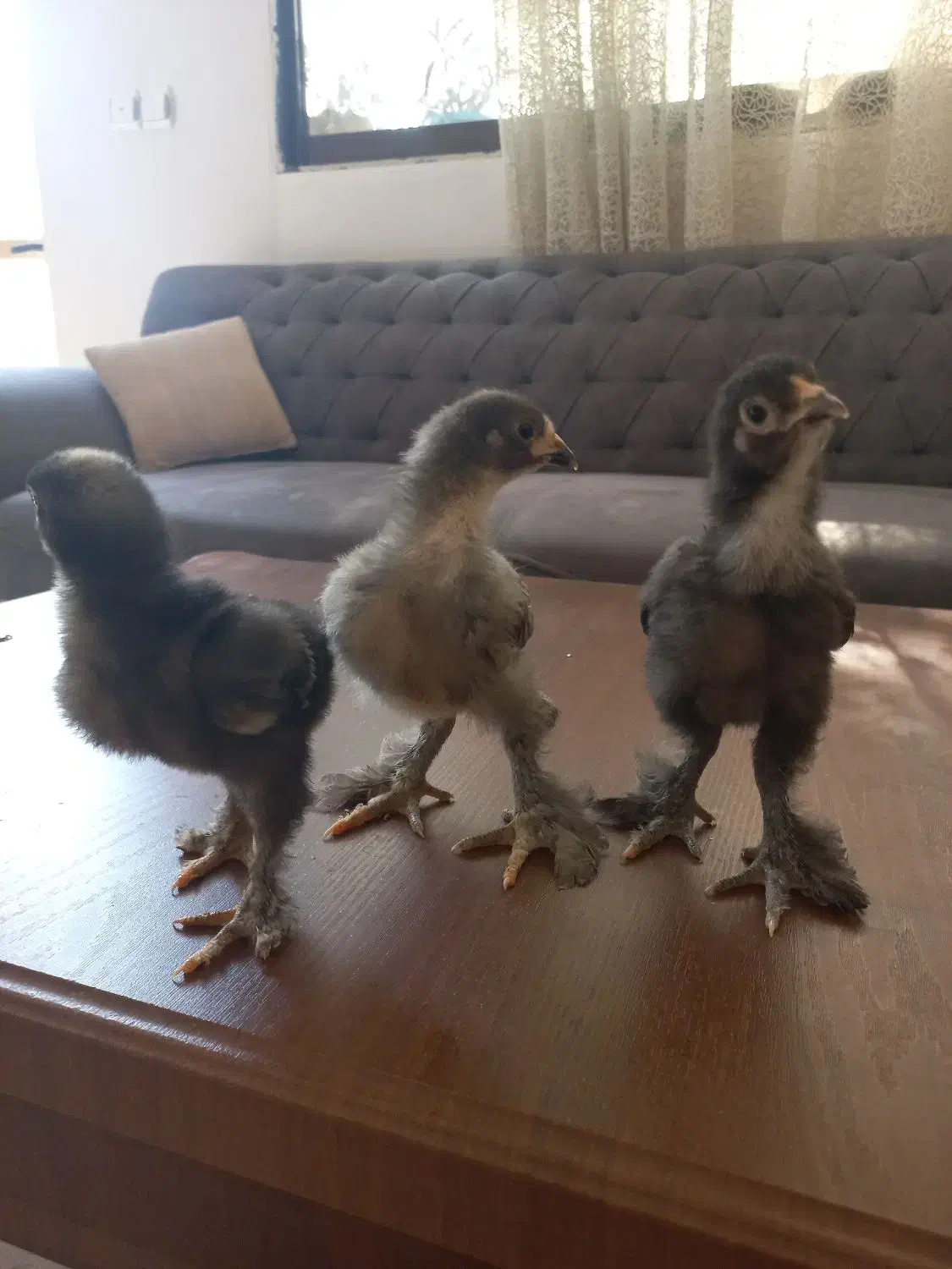 جوجه برهما بلک بلو کوکو|حیوانات مزرعه|مشهد, کارمندان دوم|دیوار