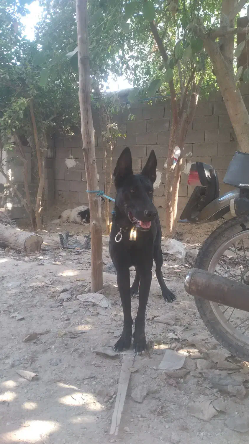 سگ نگهبان|سگ|بندر کنگان, |دیوار