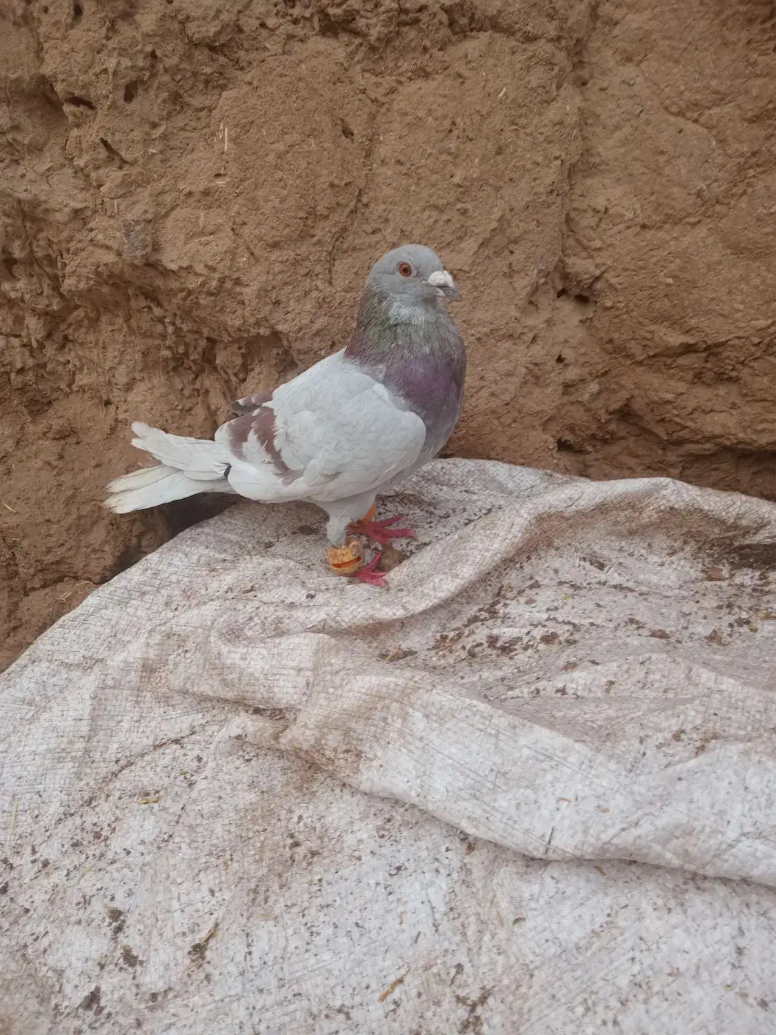 کبوتر|پرنده|تایباد, |دیوار