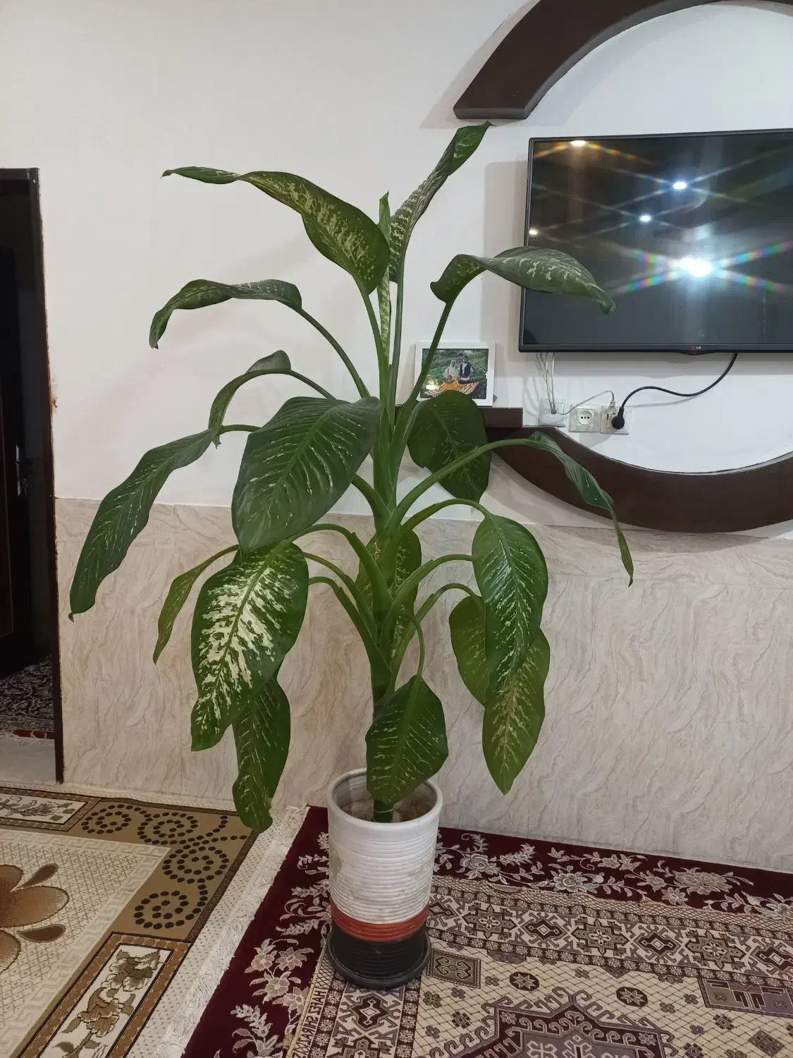 گل دیفن باخیا قیمت۹۵۰ تومان|گل و گیاه طبیعی|لاران, |دیوار