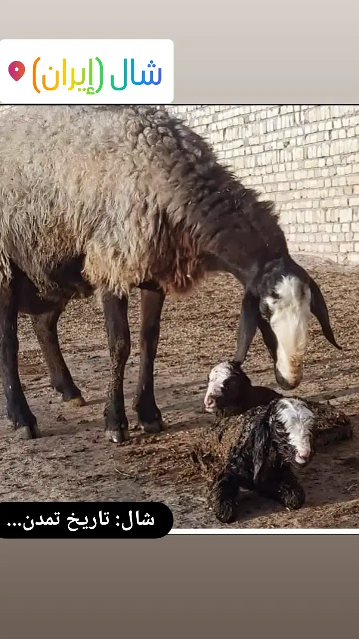 فروش گوسفند نژاد شال و افشار|حیوانات مزرعه|اصفهان, نقش جهان|دیوار