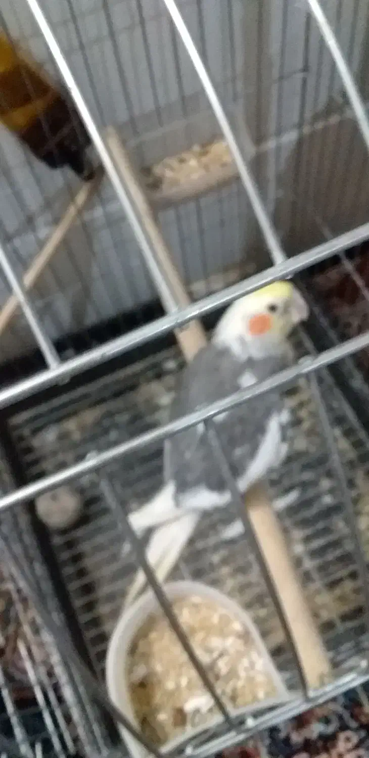 عروس هولندی  گم کردم هر کسی پیدا کرده خبر بده|حیوانات|قم, شهرک مهدیه (مدرس)|دیوار