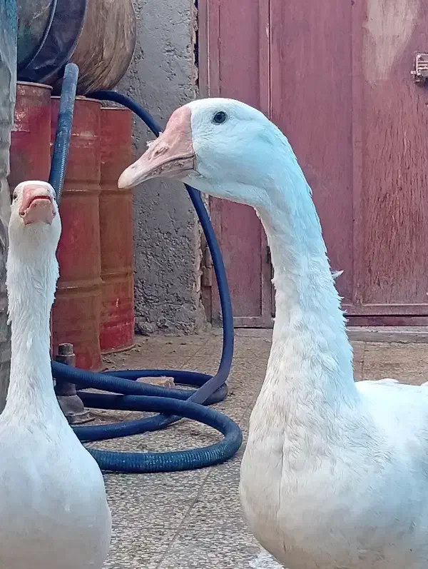 غاز|حیوانات مزرعه|زابل, |دیوار