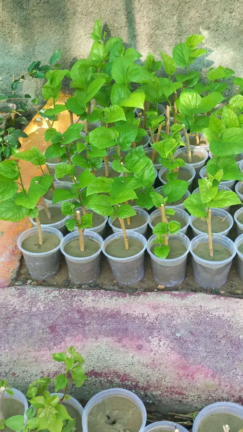 فروش گل های گرمسیری و تولید انواع گل وطراحی باغچه|گل و گیاه طبیعی|میناب, |دیوار