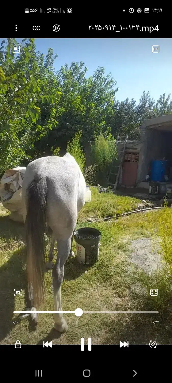 مادیان ۵سال کورد|اسب و تجهیزات اسبسواری|سنندج, |دیوار