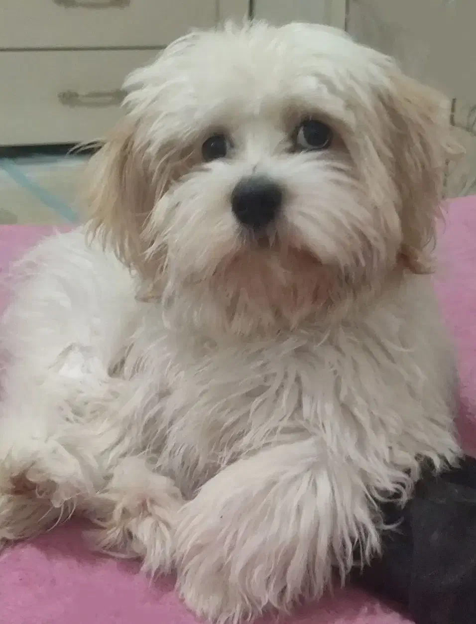 سگ باهوش کوچولو|سگ|قم, بنیاد|دیوار