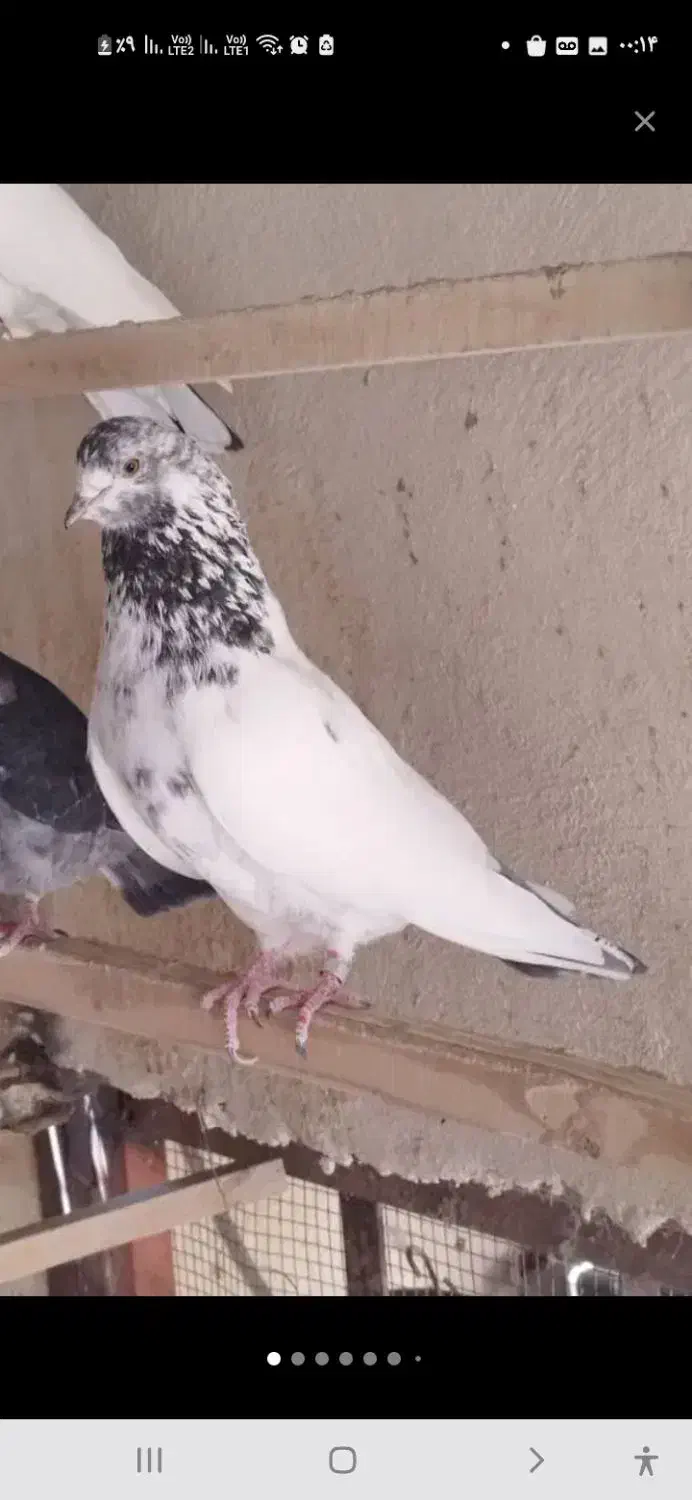 کفترهای پرشی و بازیدار|پرنده|اسکو, |دیوار